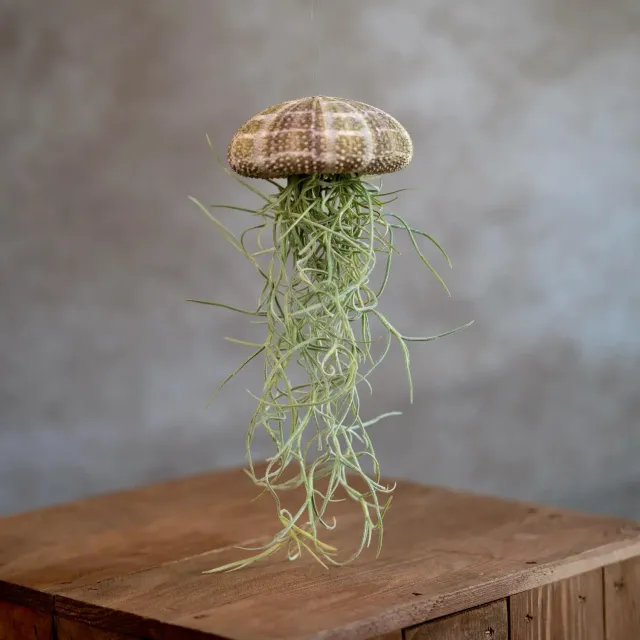 Airplantshop Jellyfish Large Méduse Tillandsia Caput Medusae