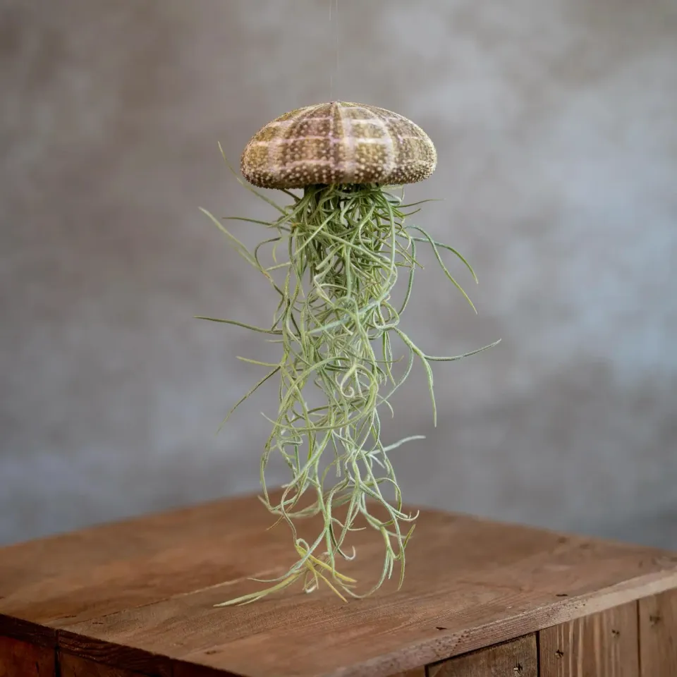 Airplantshop Jellyfish Large Méduse Tillandsia Caput Medusae