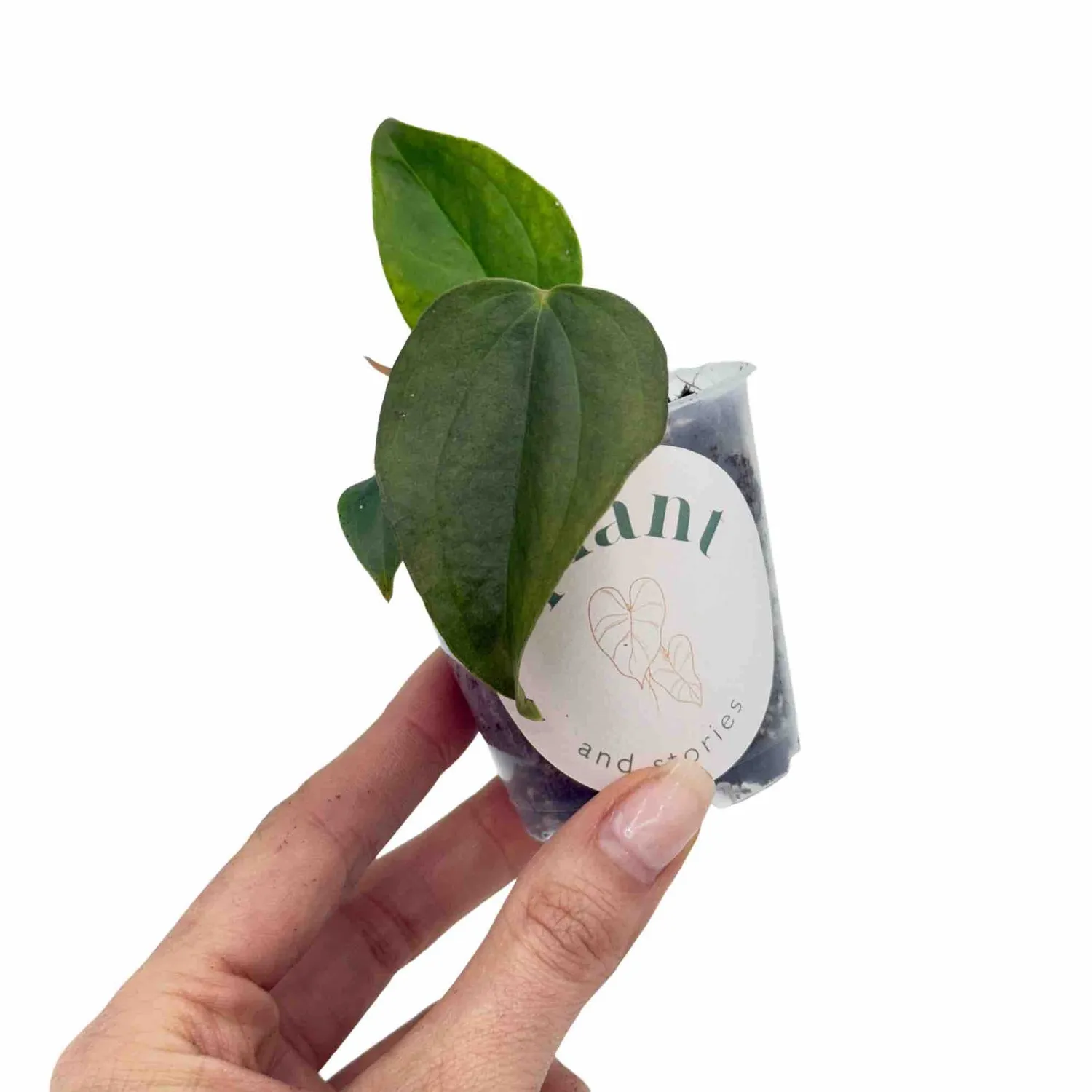Plant and Stories Queen Of Hearts anthurium vert pot 6 cm