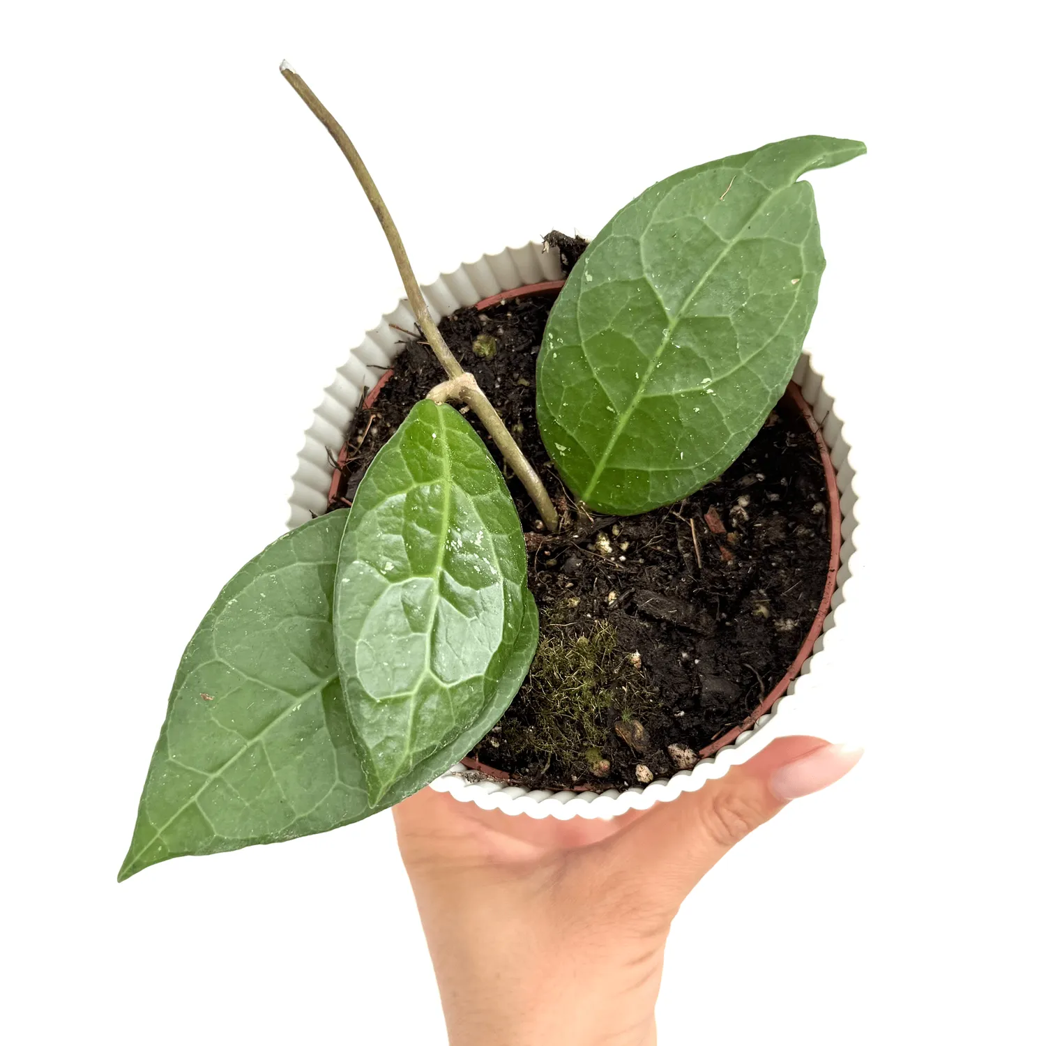 Plant and Stories Hoya Verticillata Lampung plante pot 10 cm veloutée