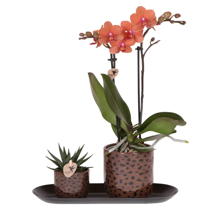 Plant and Stories Phalaenopsis Bolzano orchidée coffret orange 9 cm