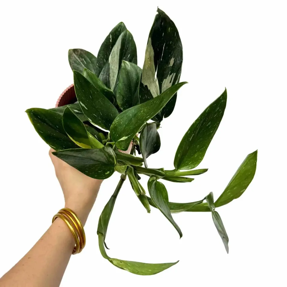 Plant and Stories Monstera Standleyana Plante Pot 12cm Marbrée