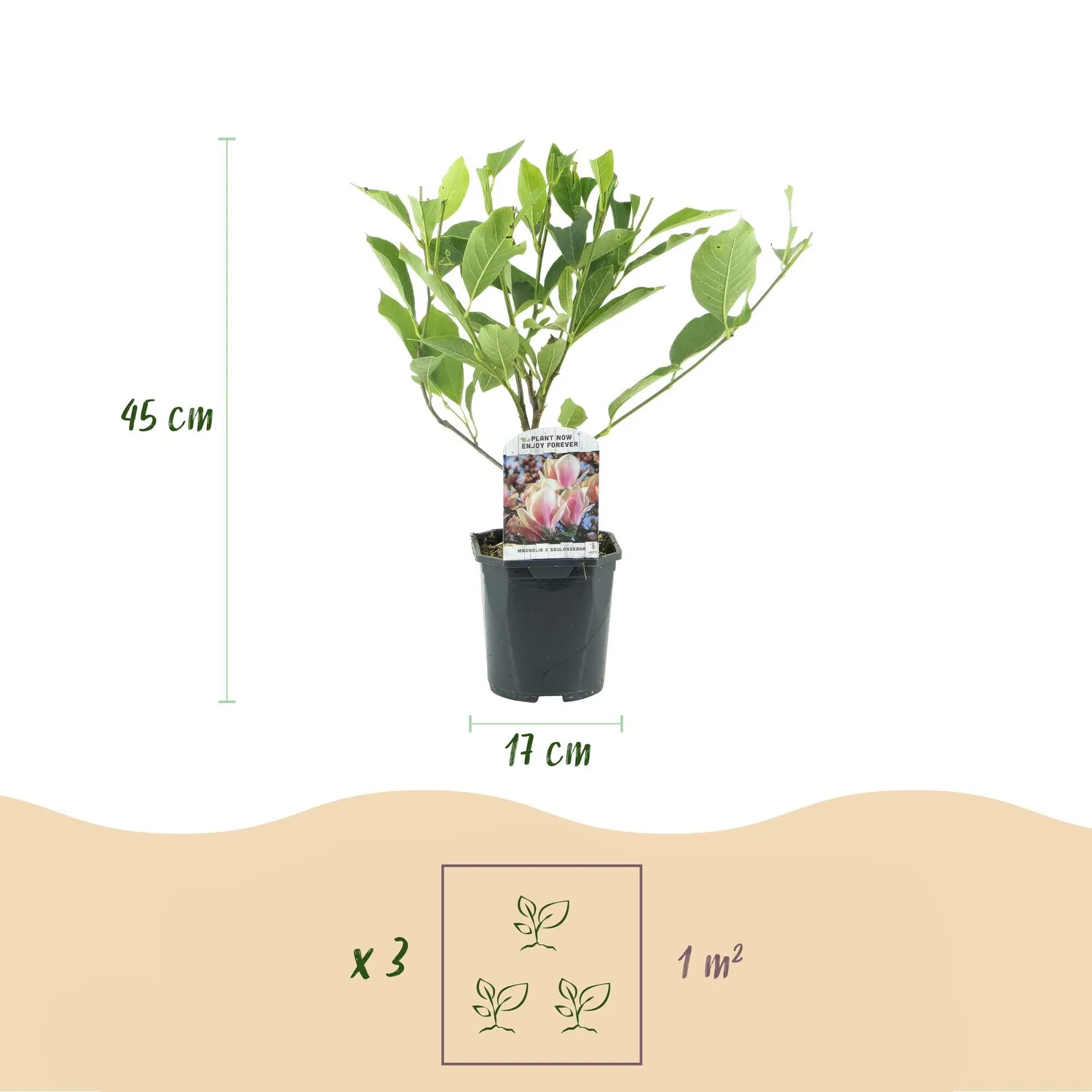 Plant and Stories Magnolia Soulangeana arbuste pot 17 cm rose