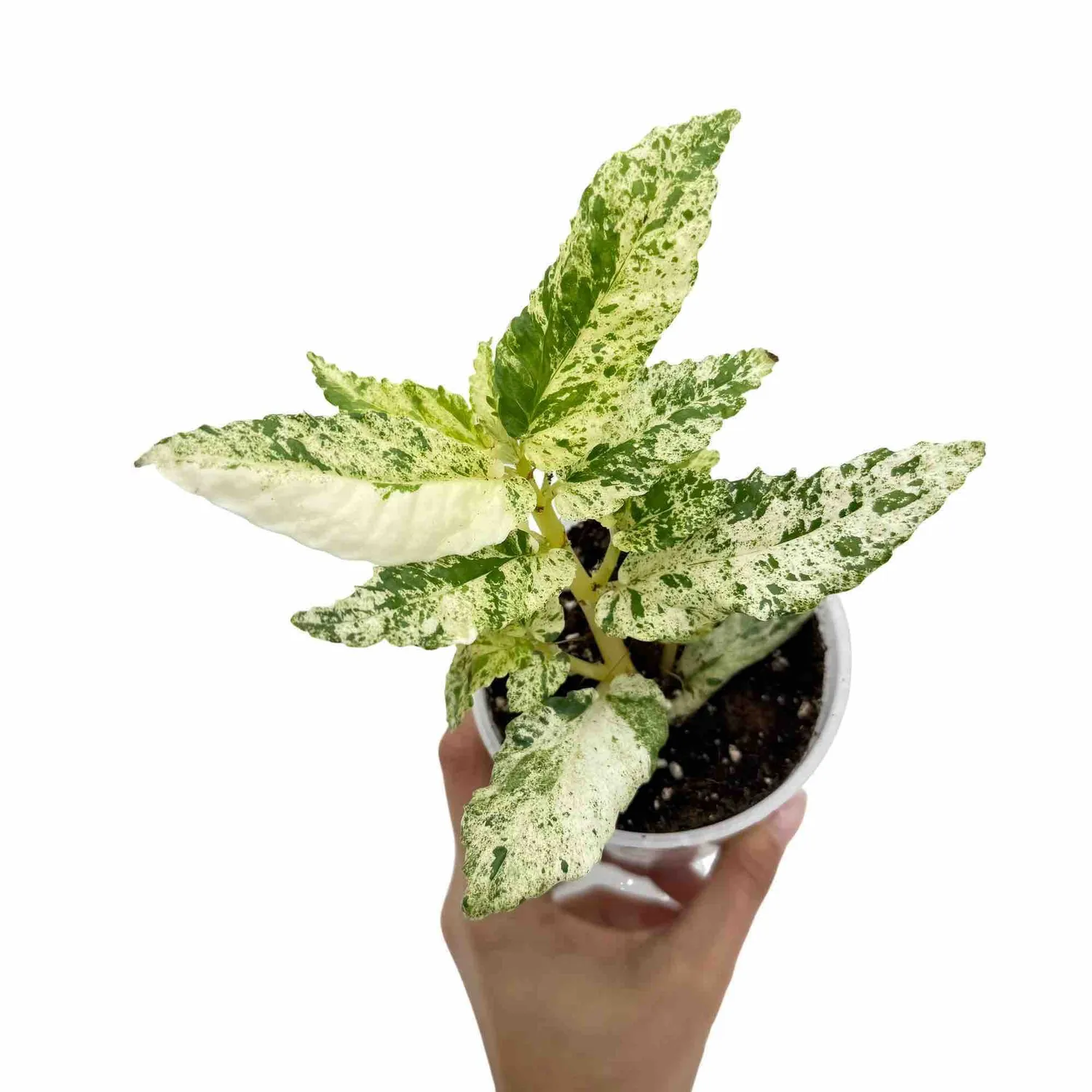 Plant and Stories Pellionia Repens Variegata plante pot 6cm nacrée