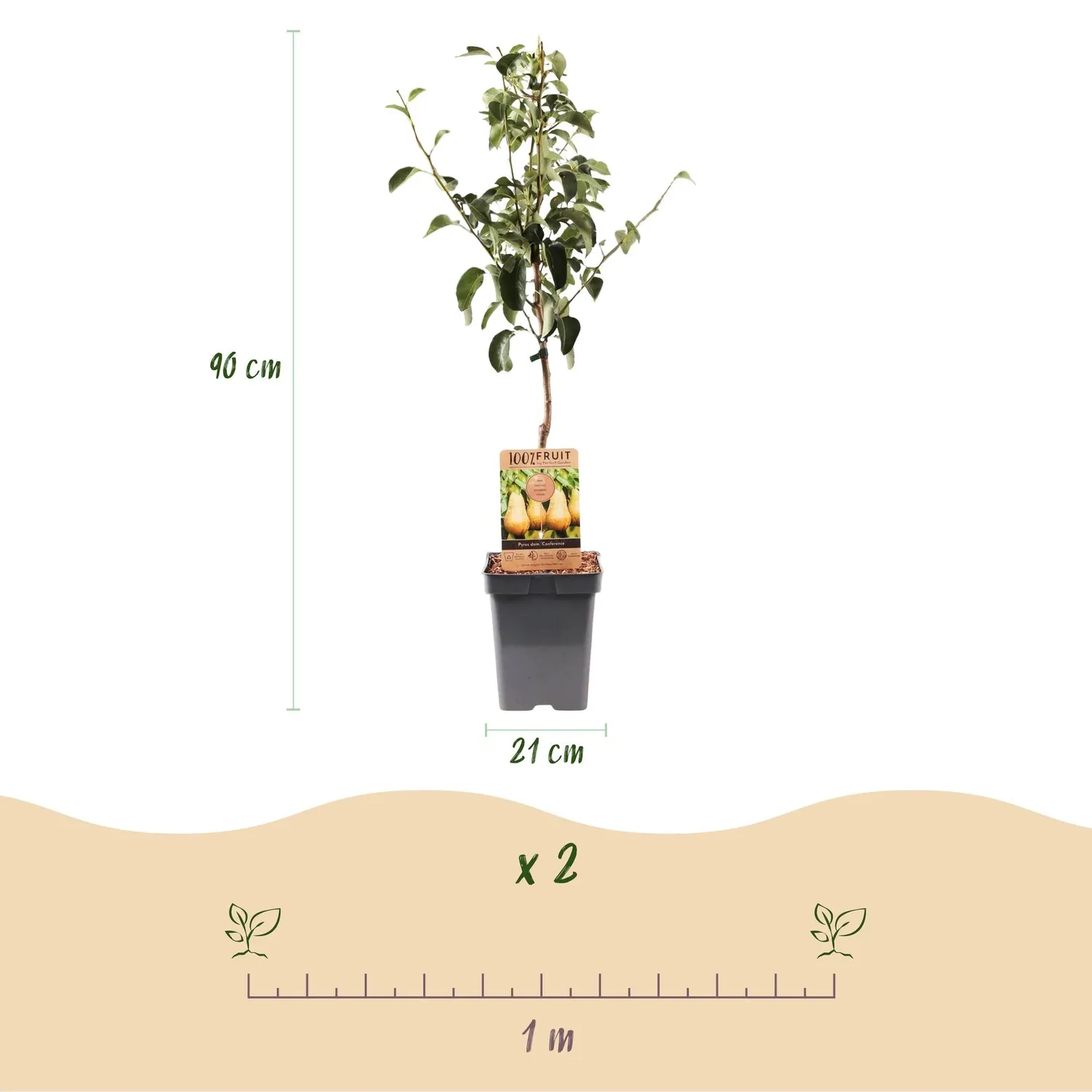 PLANT AND STORIES Poirier Conference Pyrus fruitier pot 21 cm 90 cm