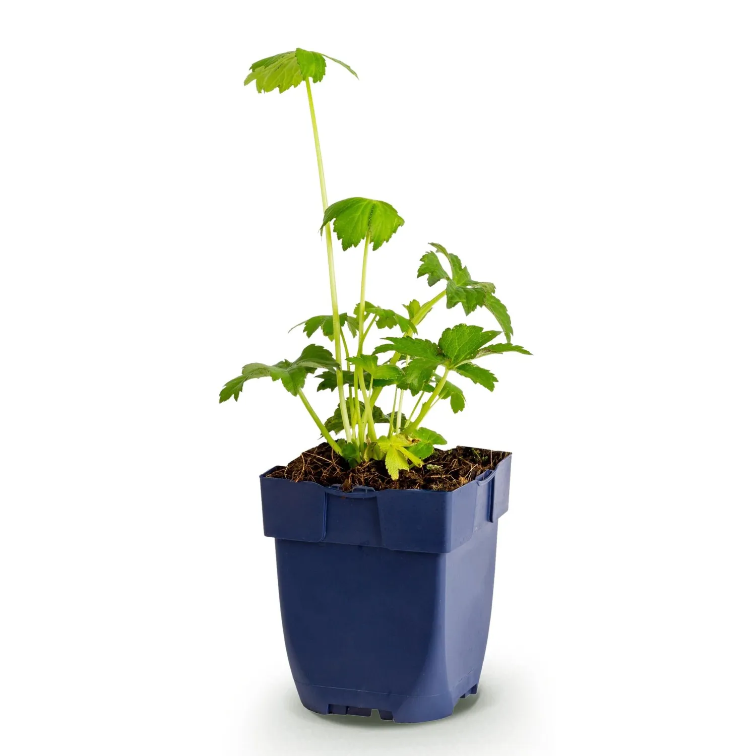 Plant and Stories Major astrance vivace pot 11 cm 1 plant