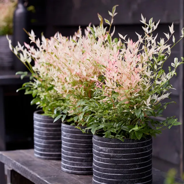 Plant and Stories Nandina Twilight bambou sacré pot 17 cm panaché