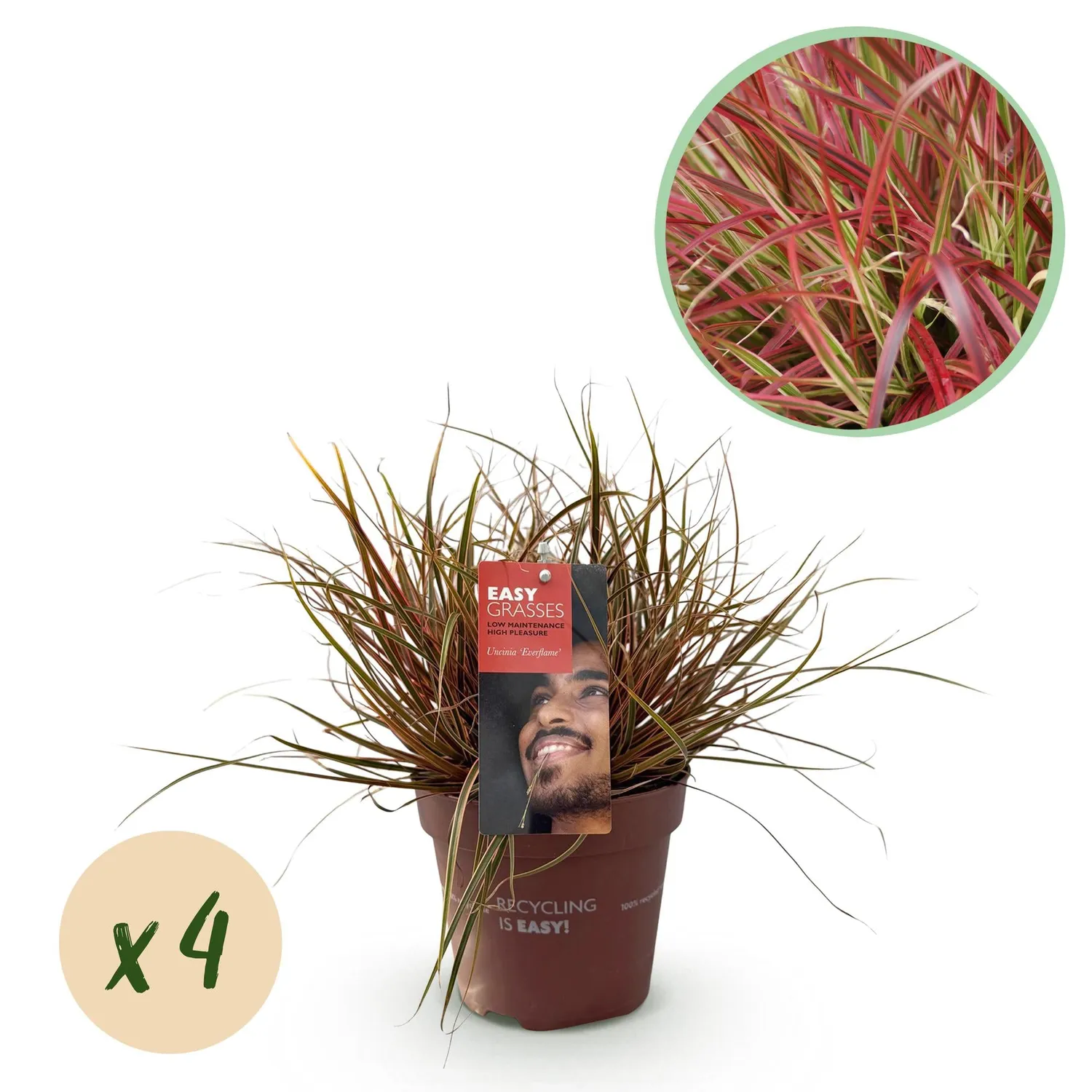 Plant and Stories Uncinia Everflame laîche rouge pot 17 cm