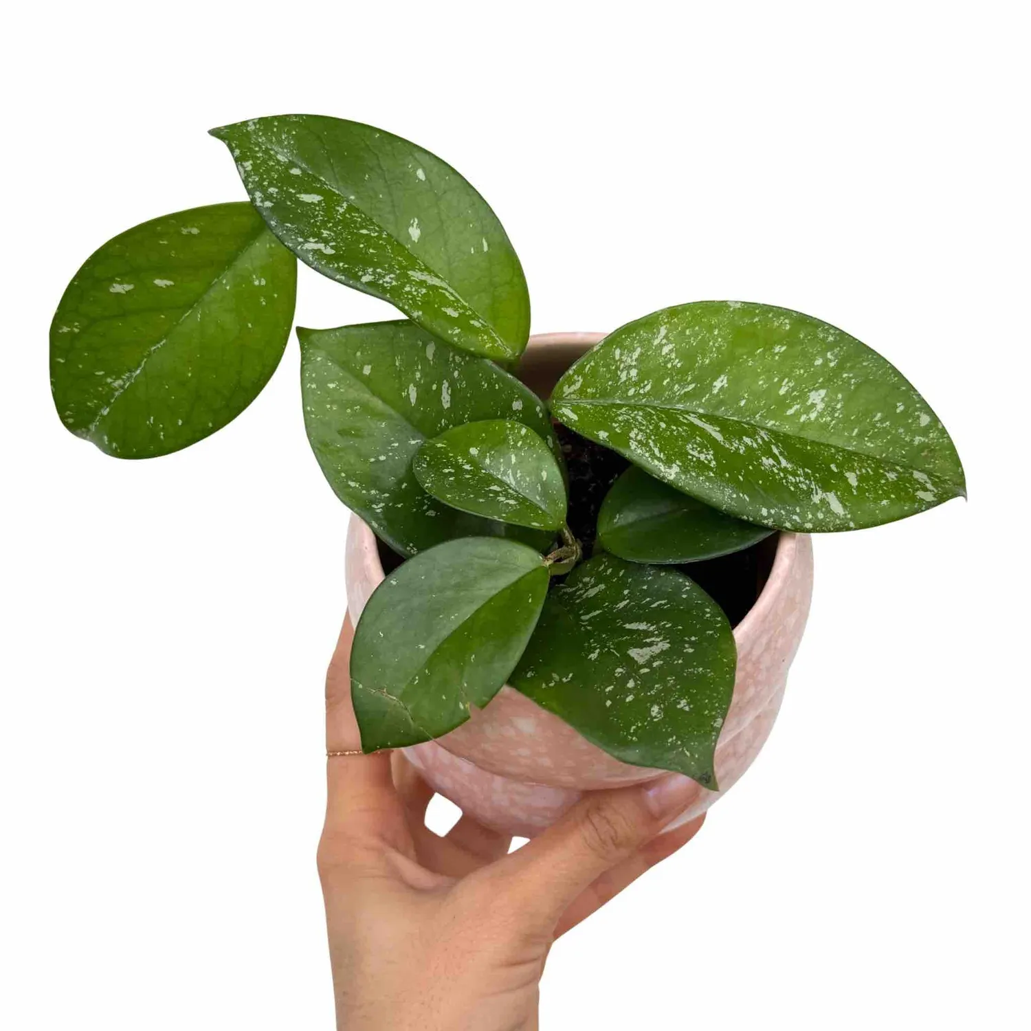 Plant and Stories Hoya Carnosa Freckles Splash plante pot 9 cm