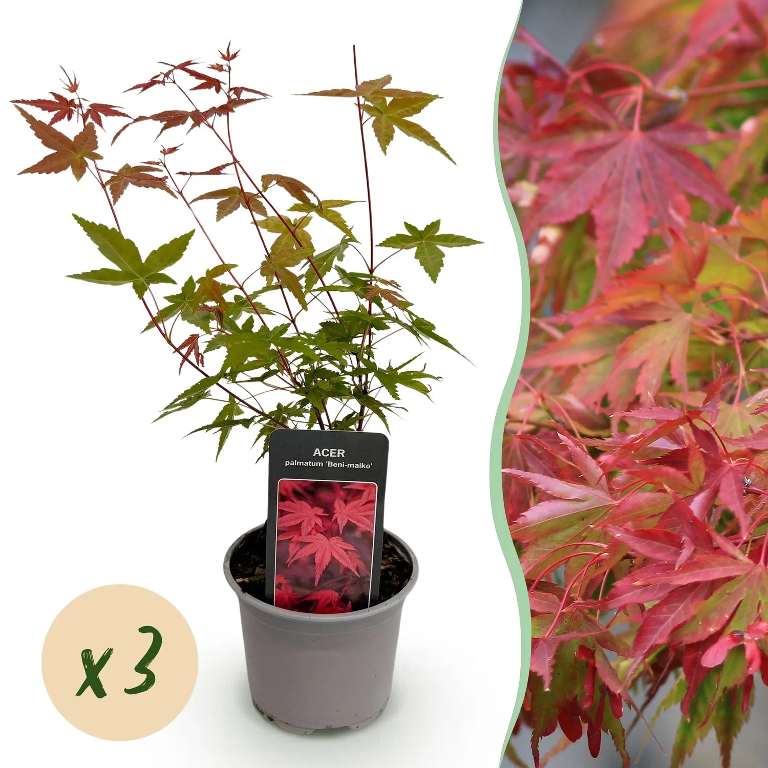 Plant and Stories Beni Maiko érable Japon pot 12cm rouge 35cm