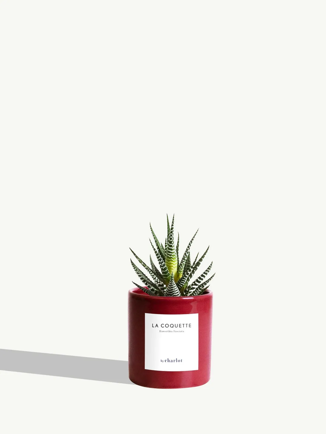 By Charlot La Coquette haworthia succulente pot 8 cm
