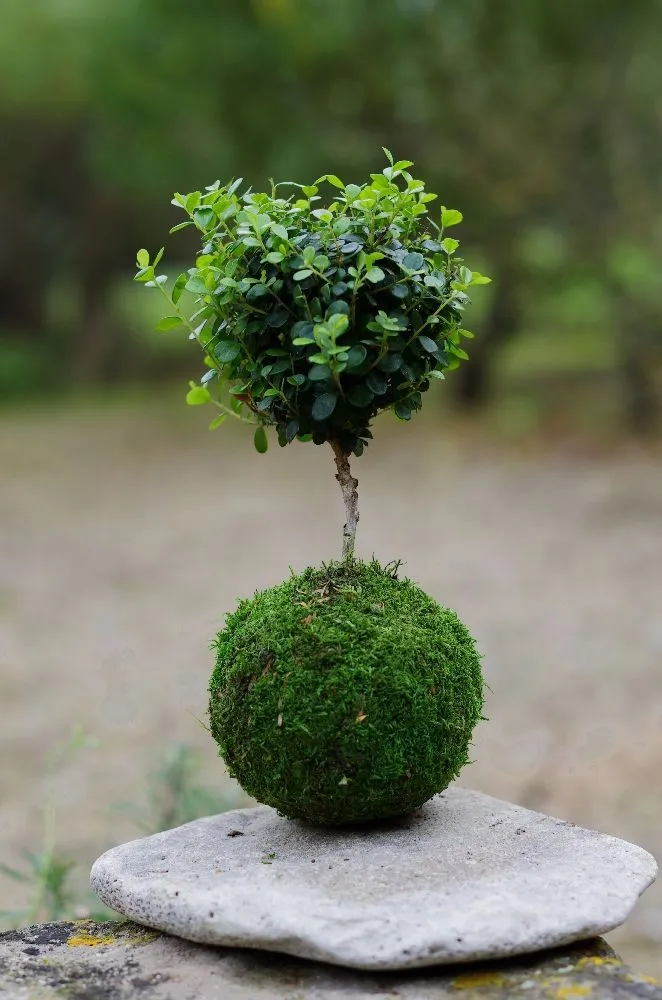 Aquaphyte Fynbos Ni kokedama myrte du Cap 12 cm