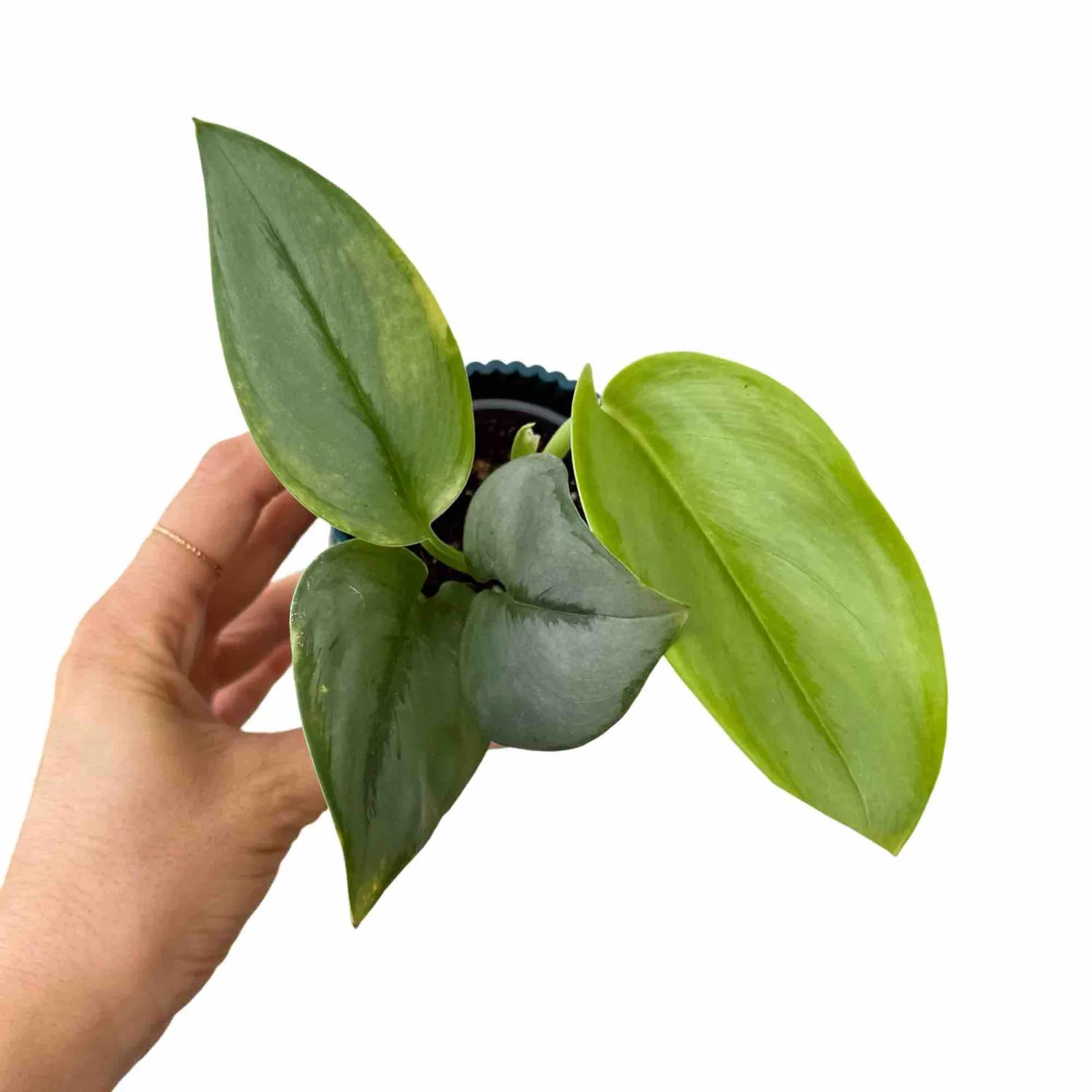 Plant and Stories Scindapsus Moonlight plante 12 cm