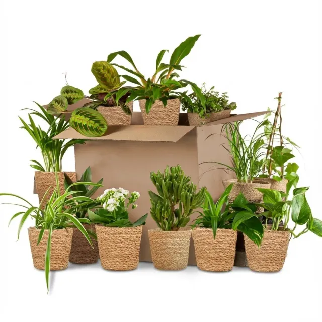 Plant and Stories Deuxième Chance box 12 plantes panier