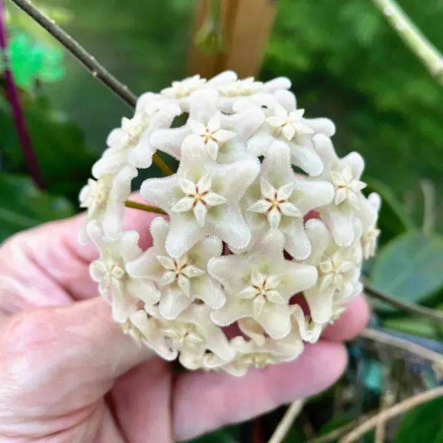 Plant and Stories Hoya Vangviengiensis plante pot 6cm veloutée