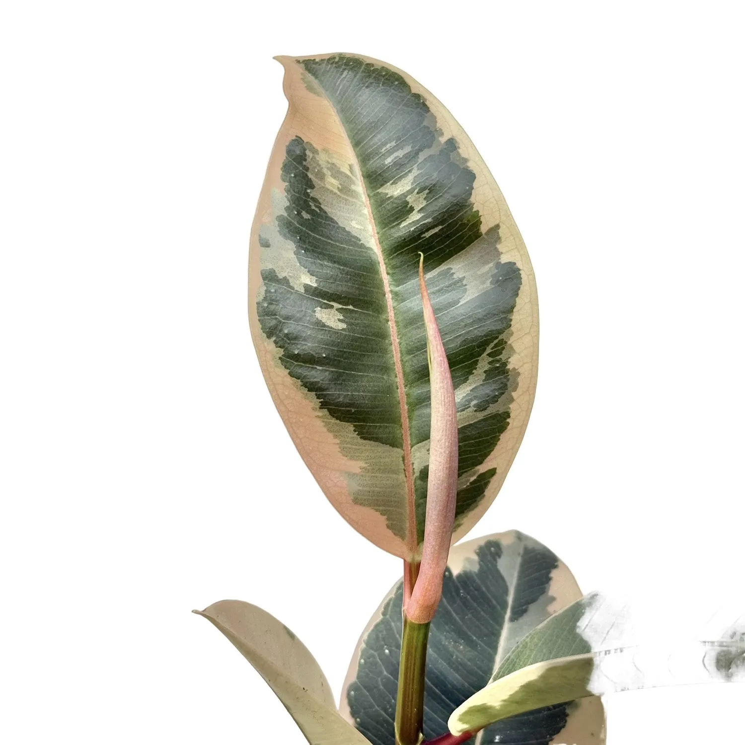 Plant and Stories Ficus Elastica Tineke plante pot 12 cm panaché
