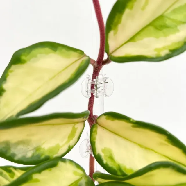 Plant and Stories pinces tuteurage transparentes x10 clips