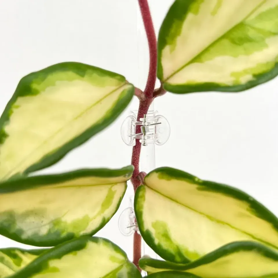 Plant and Stories pinces tuteurage transparentes x10 clips