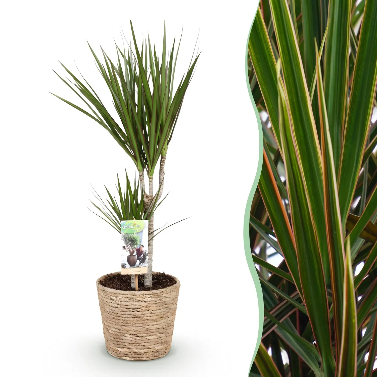 Plant and Stories Dracaena Marginata plante d’intérieur pot 17cm bord rouge
