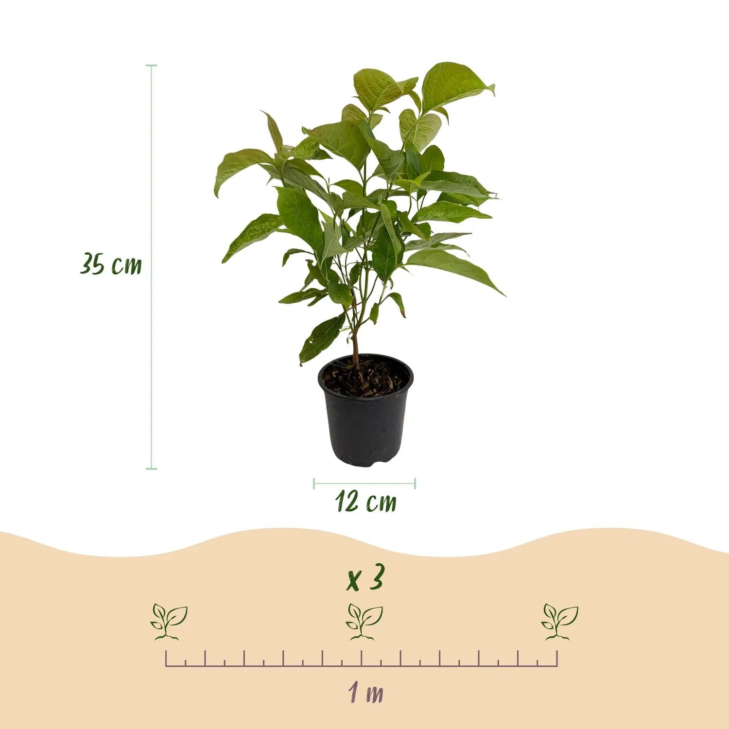 Plant and Stories Cornus Mas cornouiller arbuste pot 12 cm
