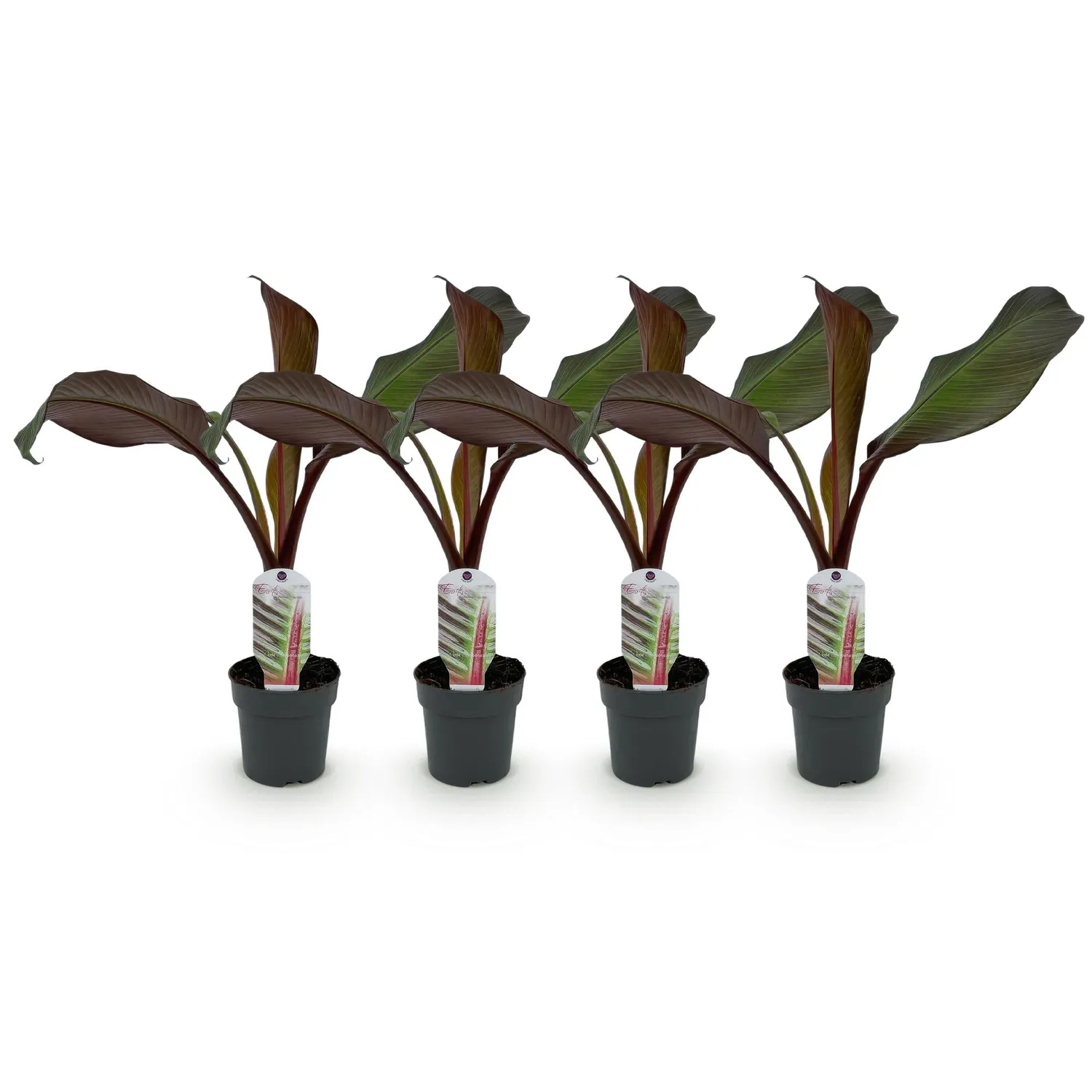 Plant and Stories Bananier Maurelii 2 plants pourpre 30 cm