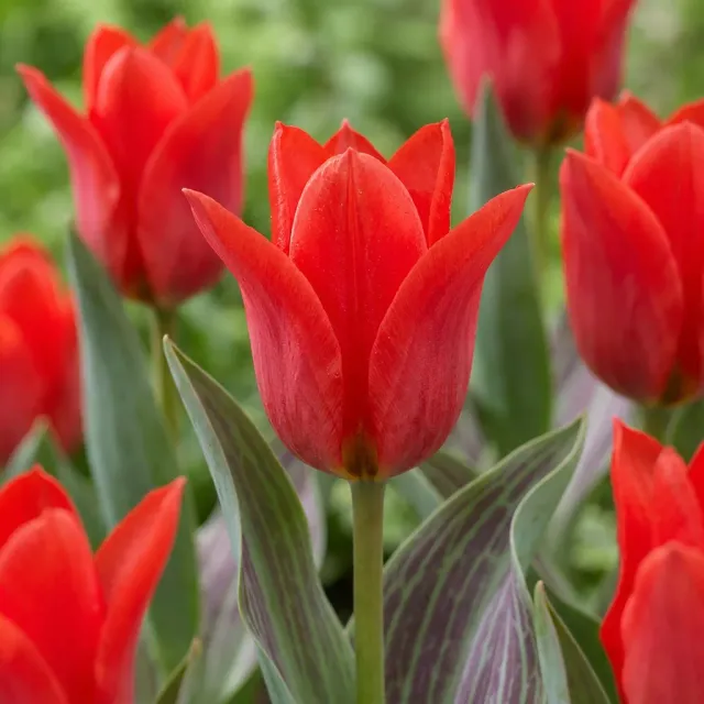 Plant and Stories Tulipe Greigii rouge bulbes lot 30 calibre 11/12
