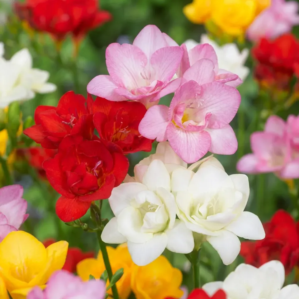 Plant and Stories Freesia Double bulbes en mélange 80 bulbes