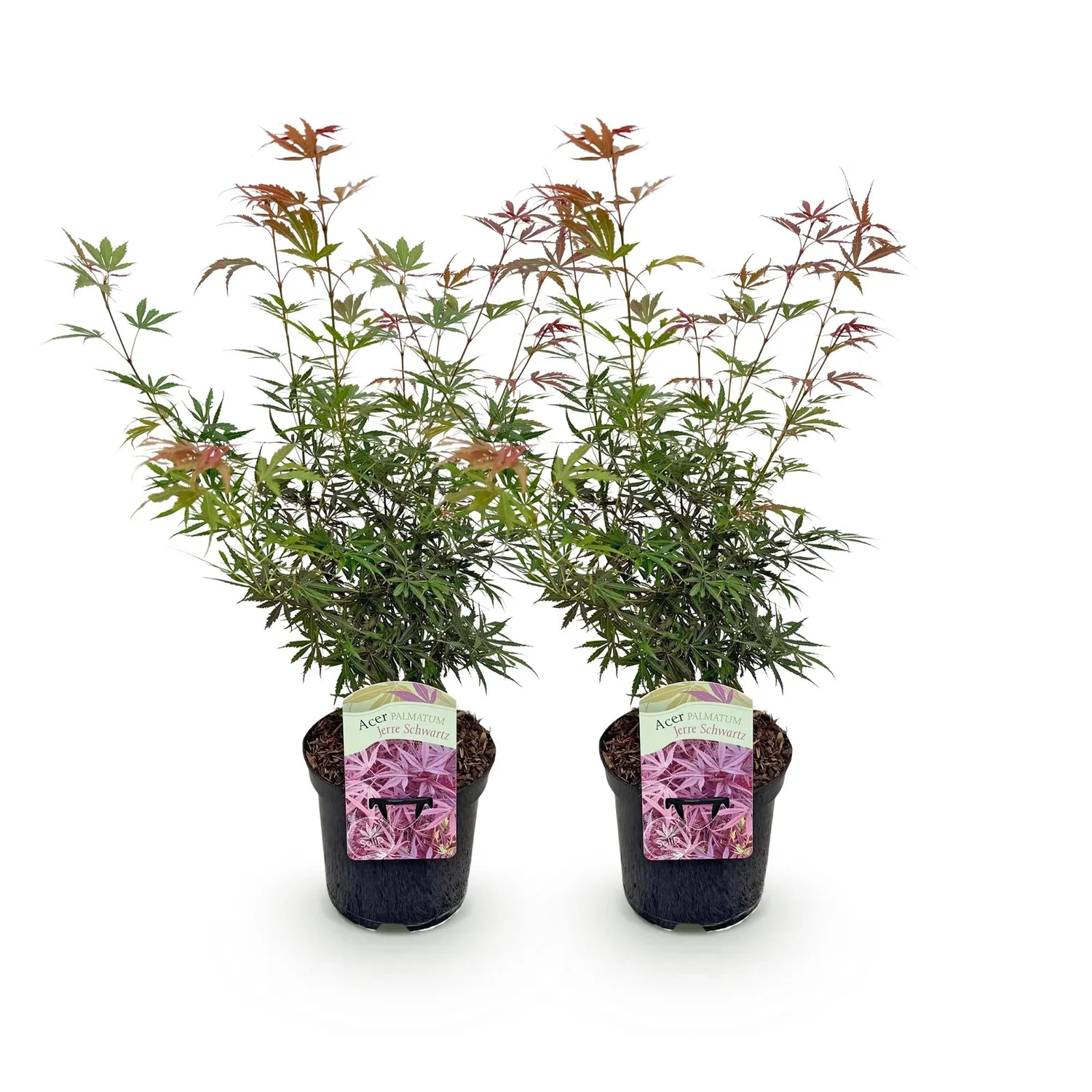 Plant and Stories Érable Japon Jerre Schwartz 70cm pot 19cm 1 plant