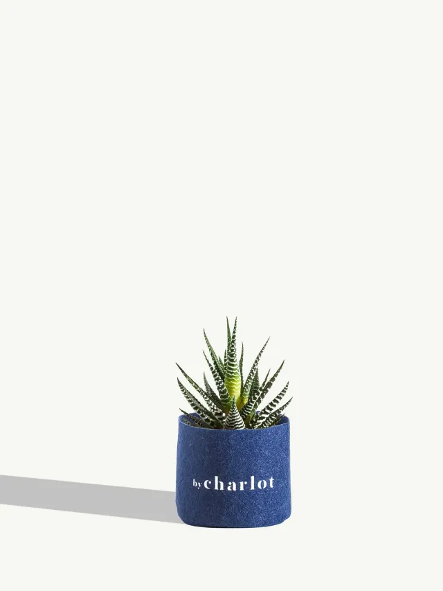 By Charlot La Coquette plante succulente Haworthia XS