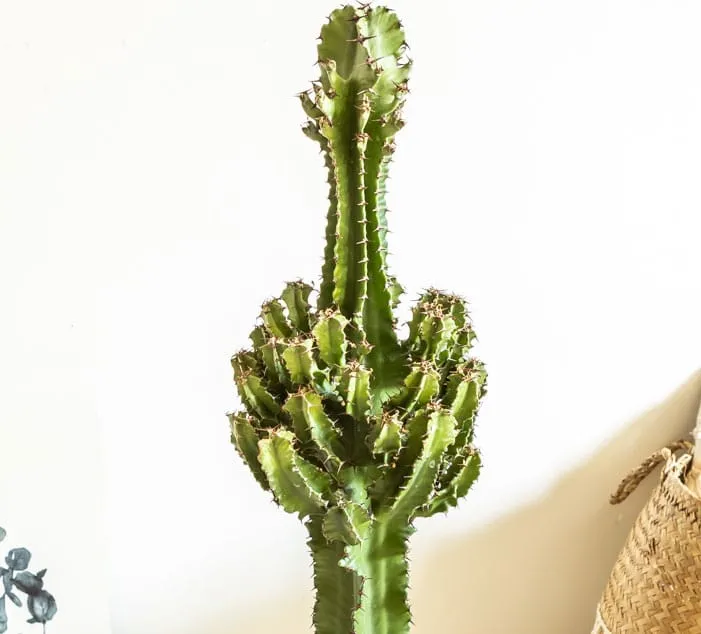Réconciliation Végétale Léon cactus Euphorbe plante succulente facile