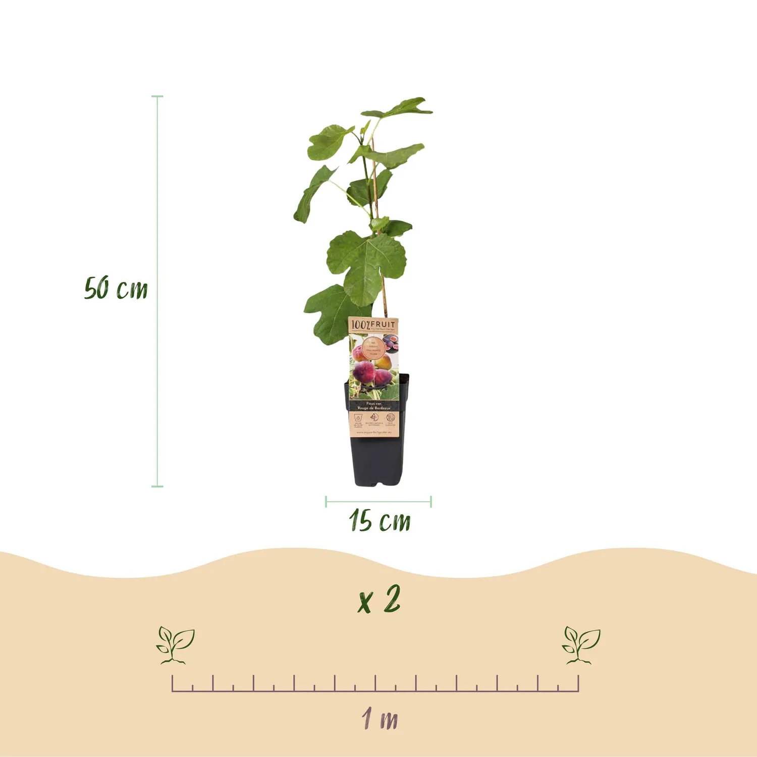 Plant and Stories Figuier Bordeaux figuier lot 2 pots 15 cm fruitier
