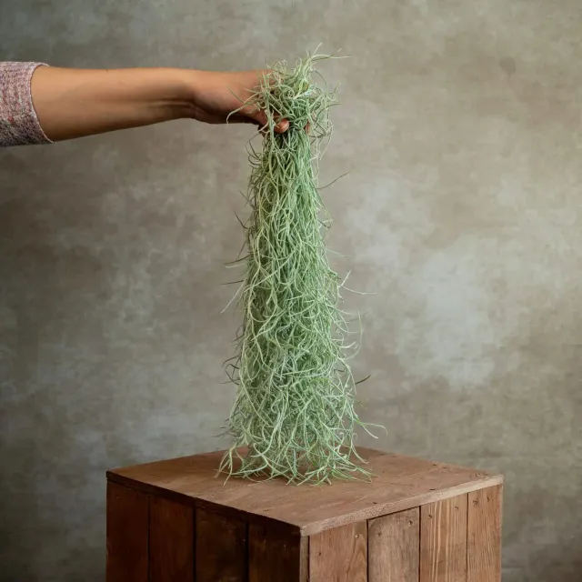 Airplantshop Tillandsia Usneoides mousse espagnole