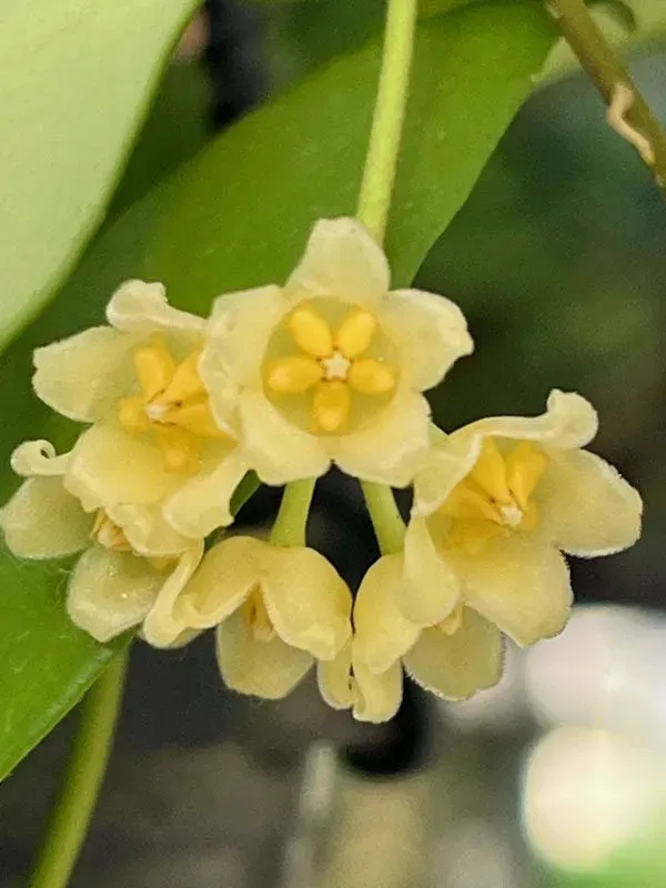 Plant and Stories Hoya Noona liane pot 6cm feuilles veloutées