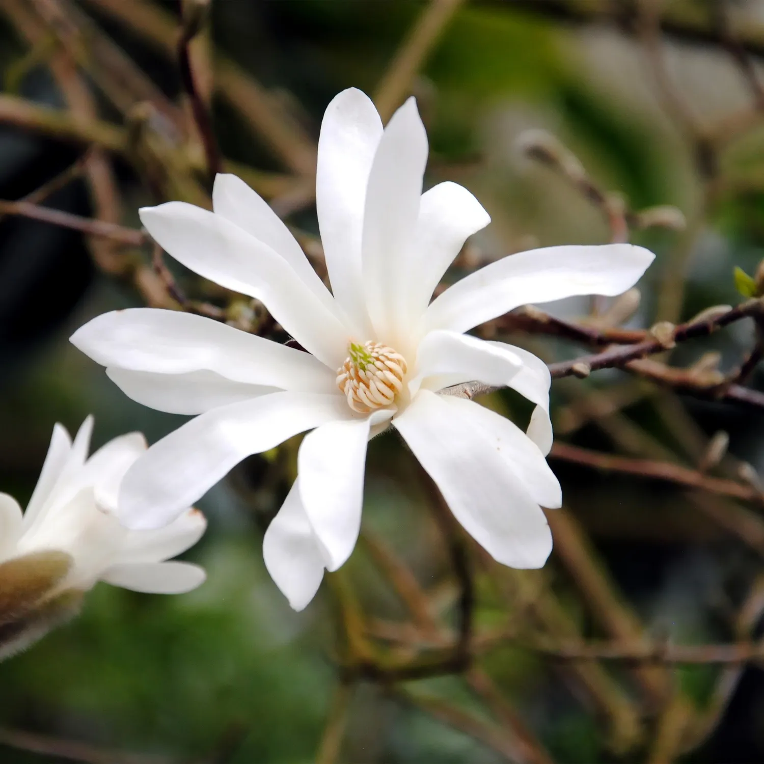 Plant and Stories Magnolia Soulangeana arbuste pot 17 cm rose