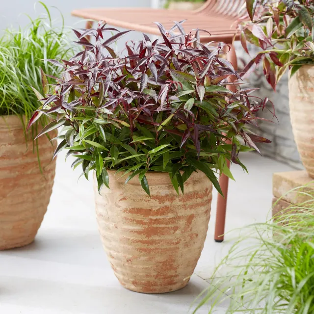 Plant and Stories Leucothoé Burning Love arbuste pot 17 cm ombre