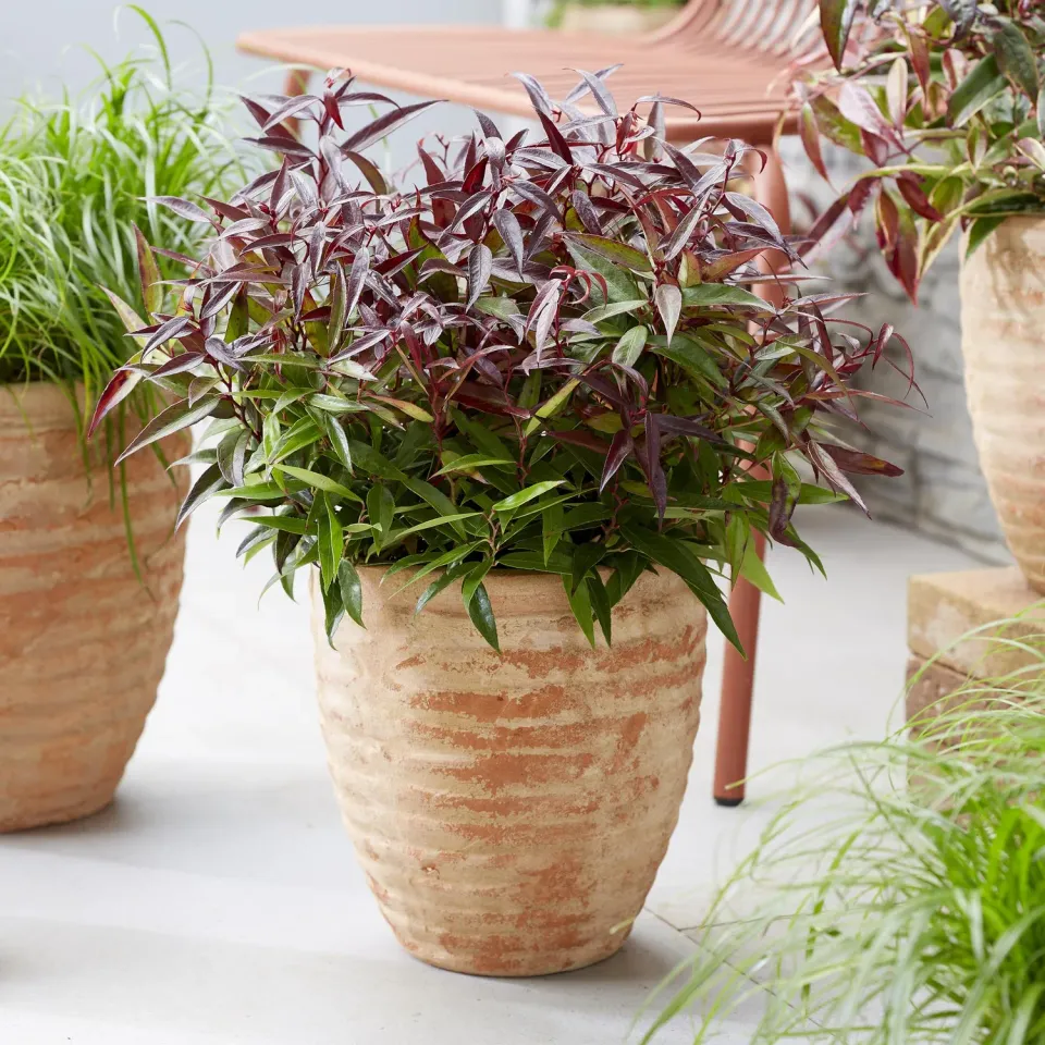 Plant and Stories Leucothoé Burning Love arbuste pot 17 cm ombre