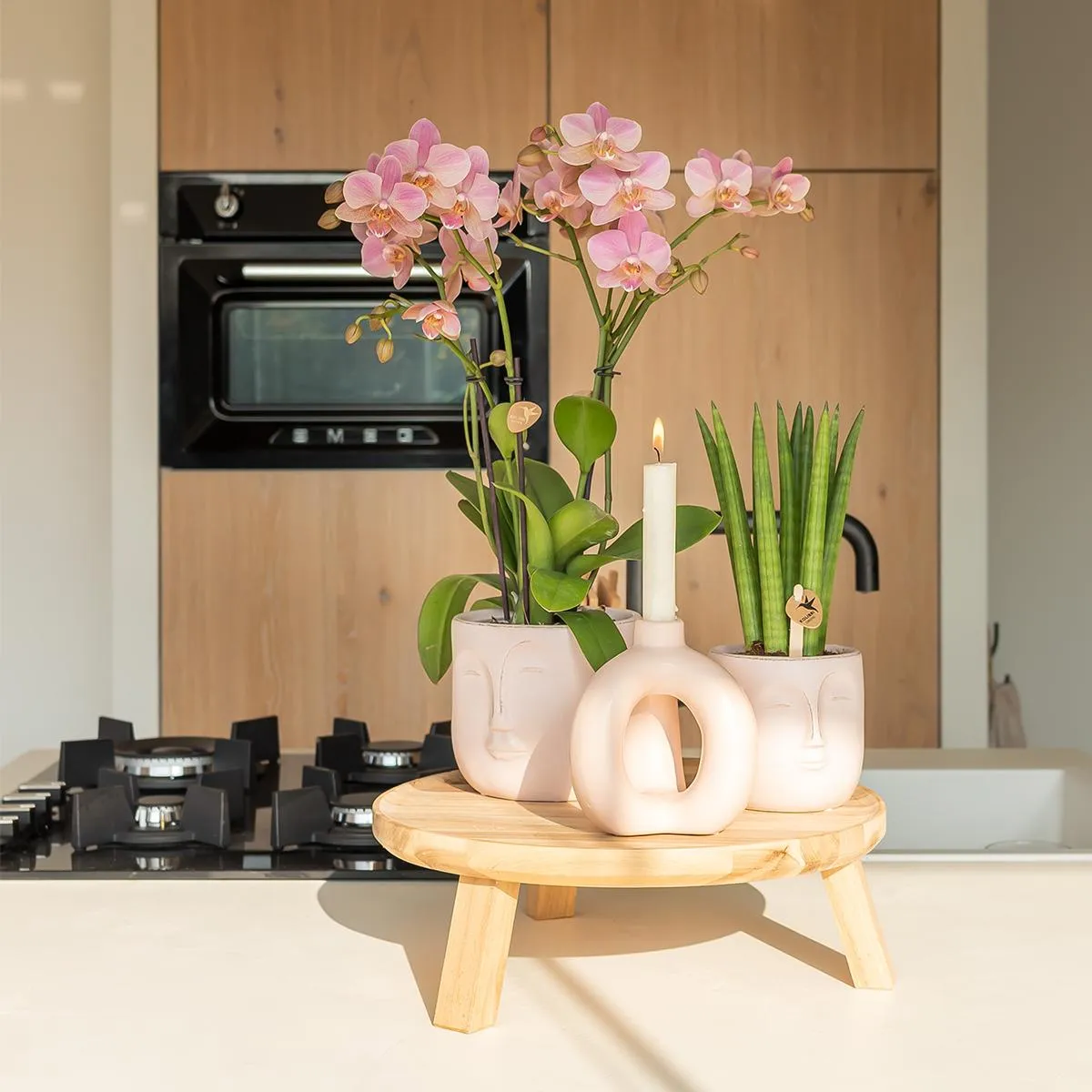 Plant and Stories Phalaenopsis Jewel Treviso orchidée vieux rose pot 9 cm