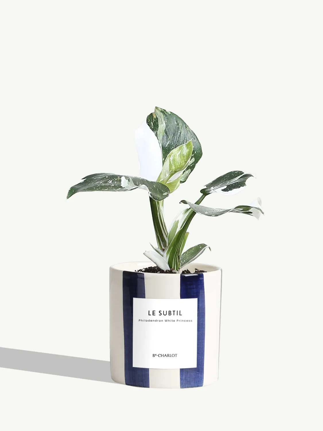 By Charlot Le Subtil Plante Facile Entretien Standard