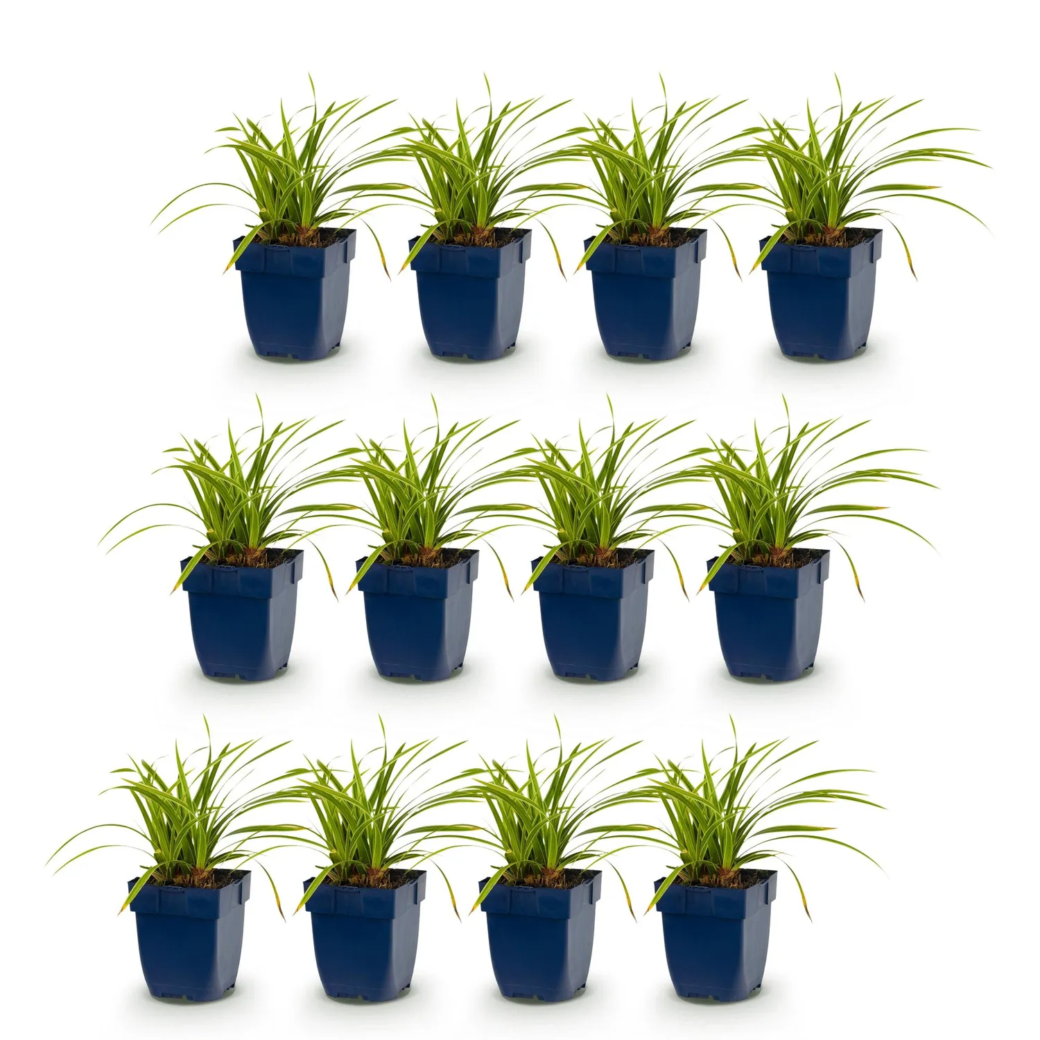 Plant and Stories Carex Ice Dance pot 11 cm 1 plant