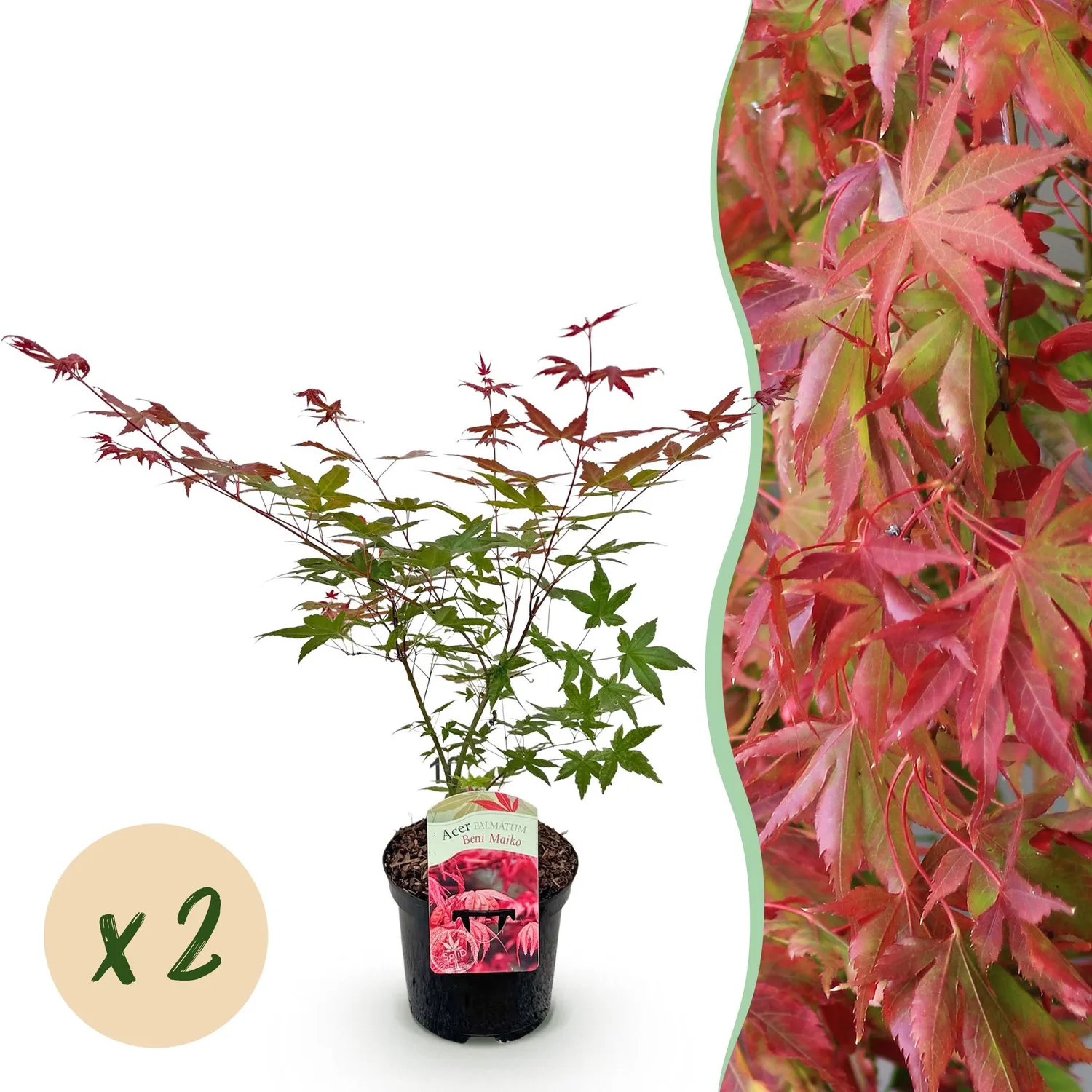 Plant and Stories Beni Maiko érable du Japon 1 plant rouge