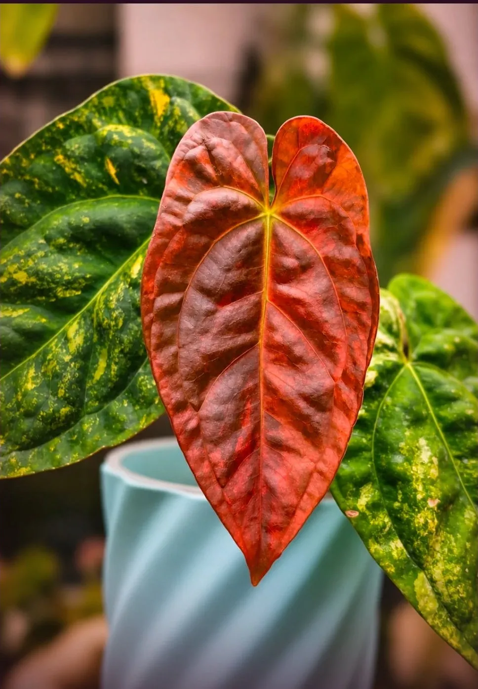 plant.ess Anthurium Guna Yala plante Nyx M23 panachée