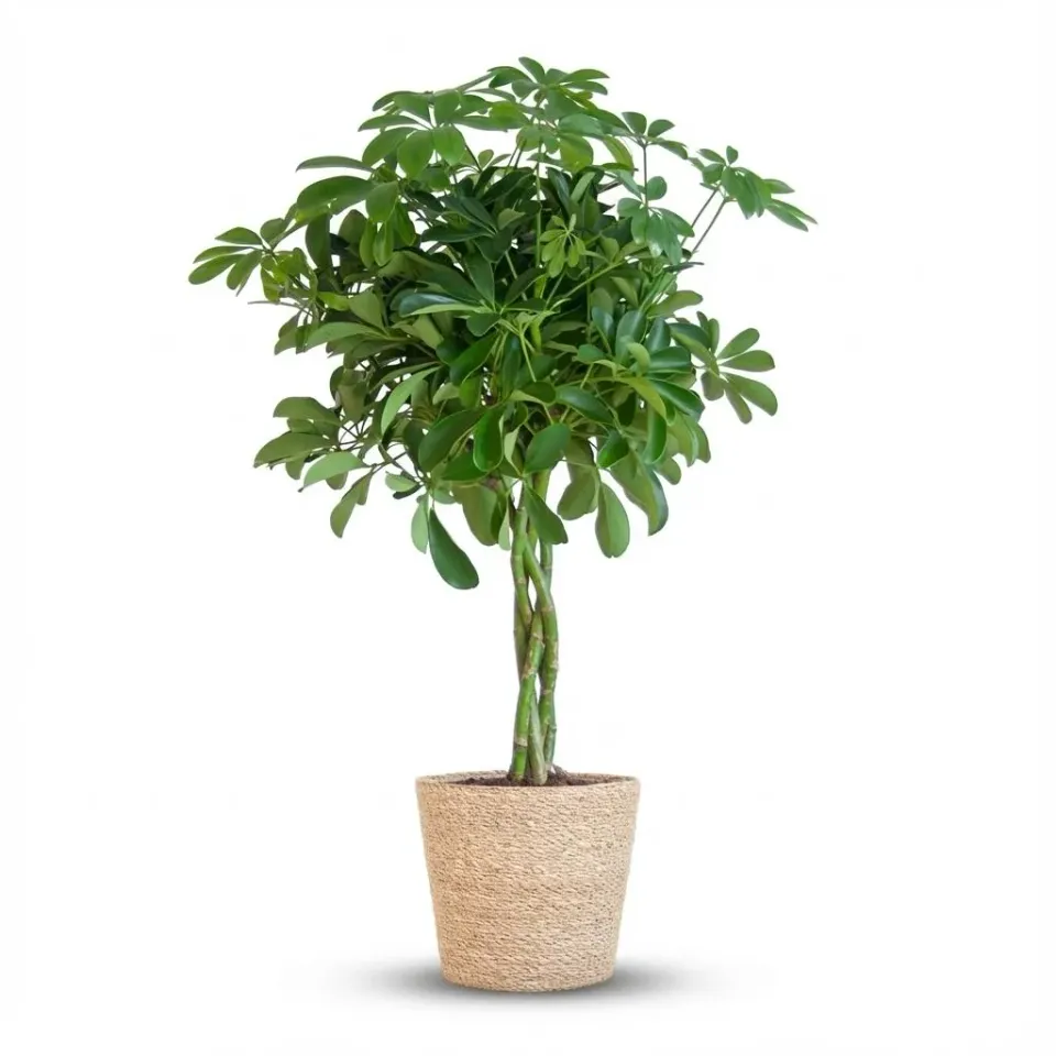 Plant and Stories Nora schefflera 70 cm pot 21 cm gris