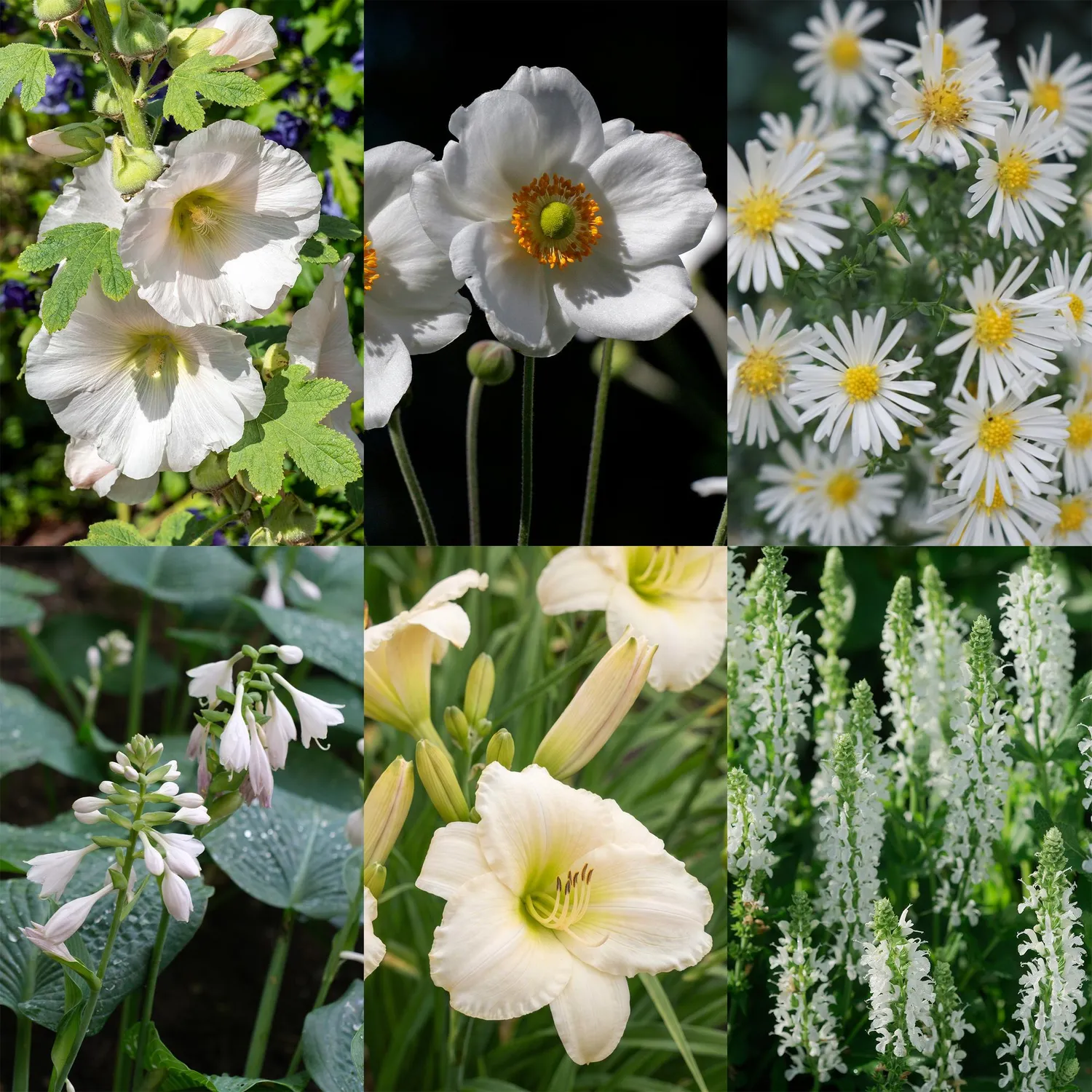 PLANT AND STORIES pack vivaces blanches plantes massif lot 6 extérieur