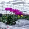 Orchidées de Prestige Brut Sauvage 6 orchidée prestige