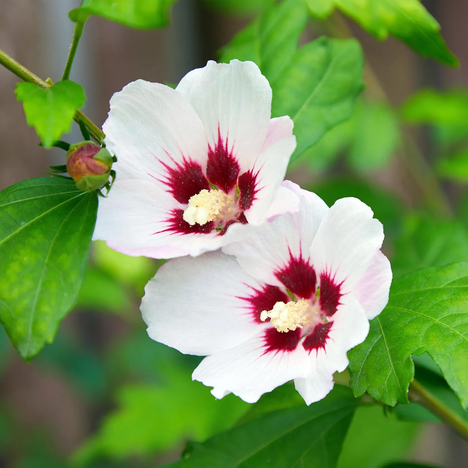 Plant and Stories Hibiscus Hamabo arbuste pot 17 cm 45 cm fleurs blanches