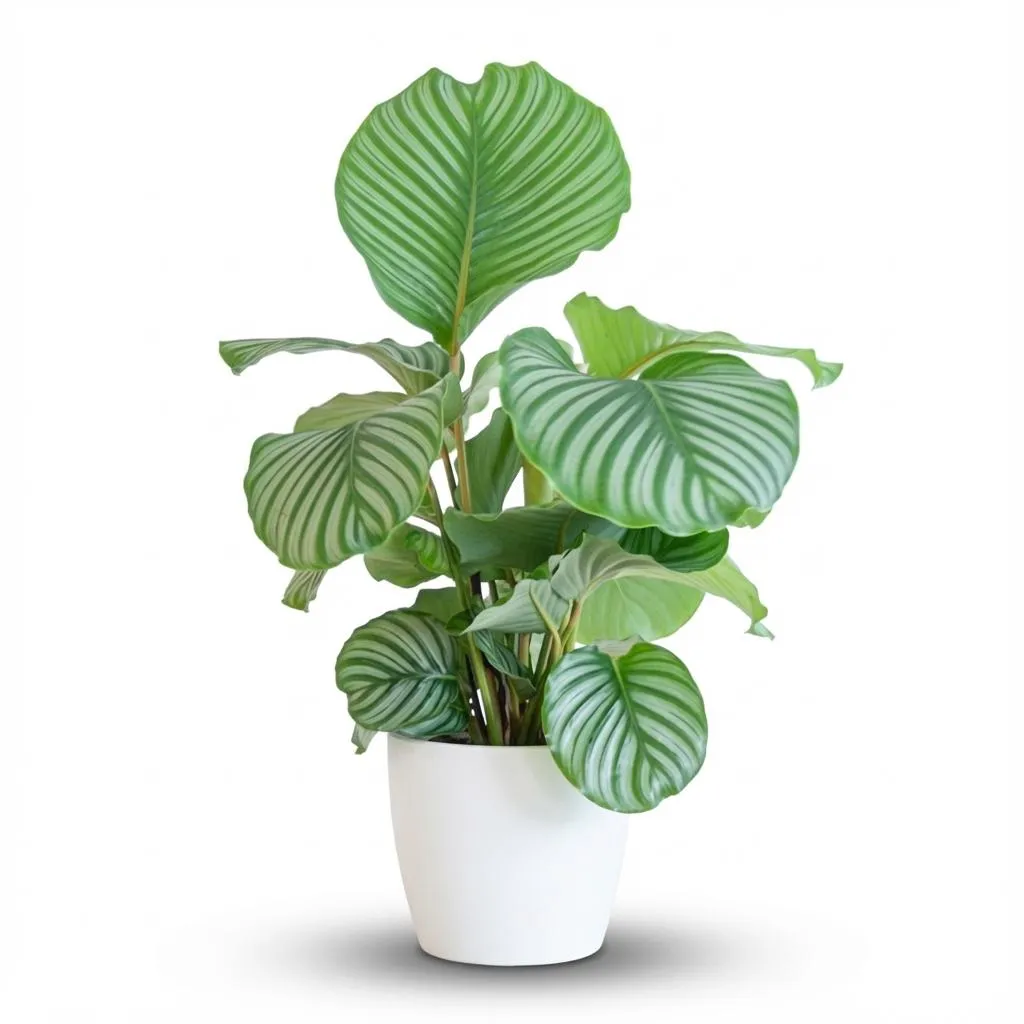 Plant and Stories Calathea Orbifolia 21 cm 60-70 cm