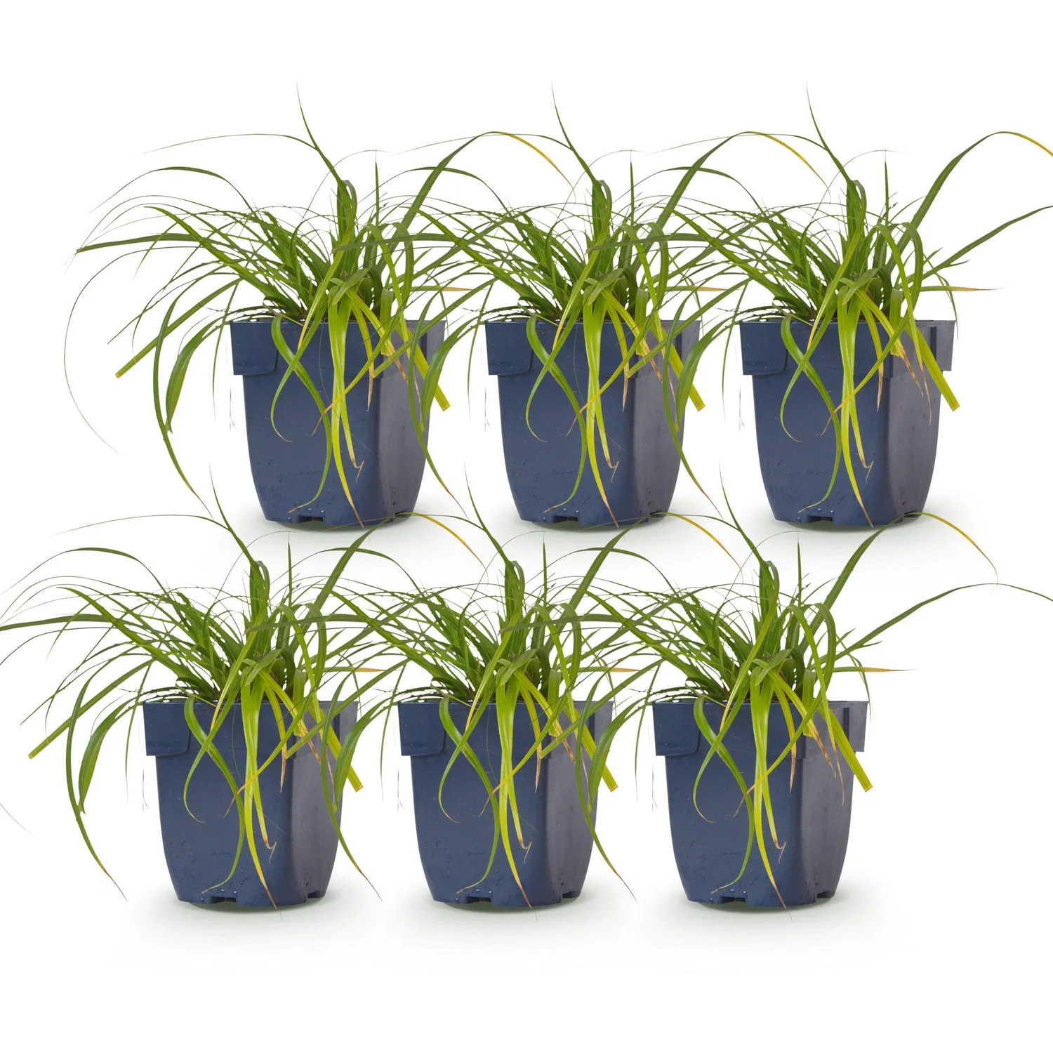 Plant and Stories Carex Evergreen laîche pot 11 cm persistante