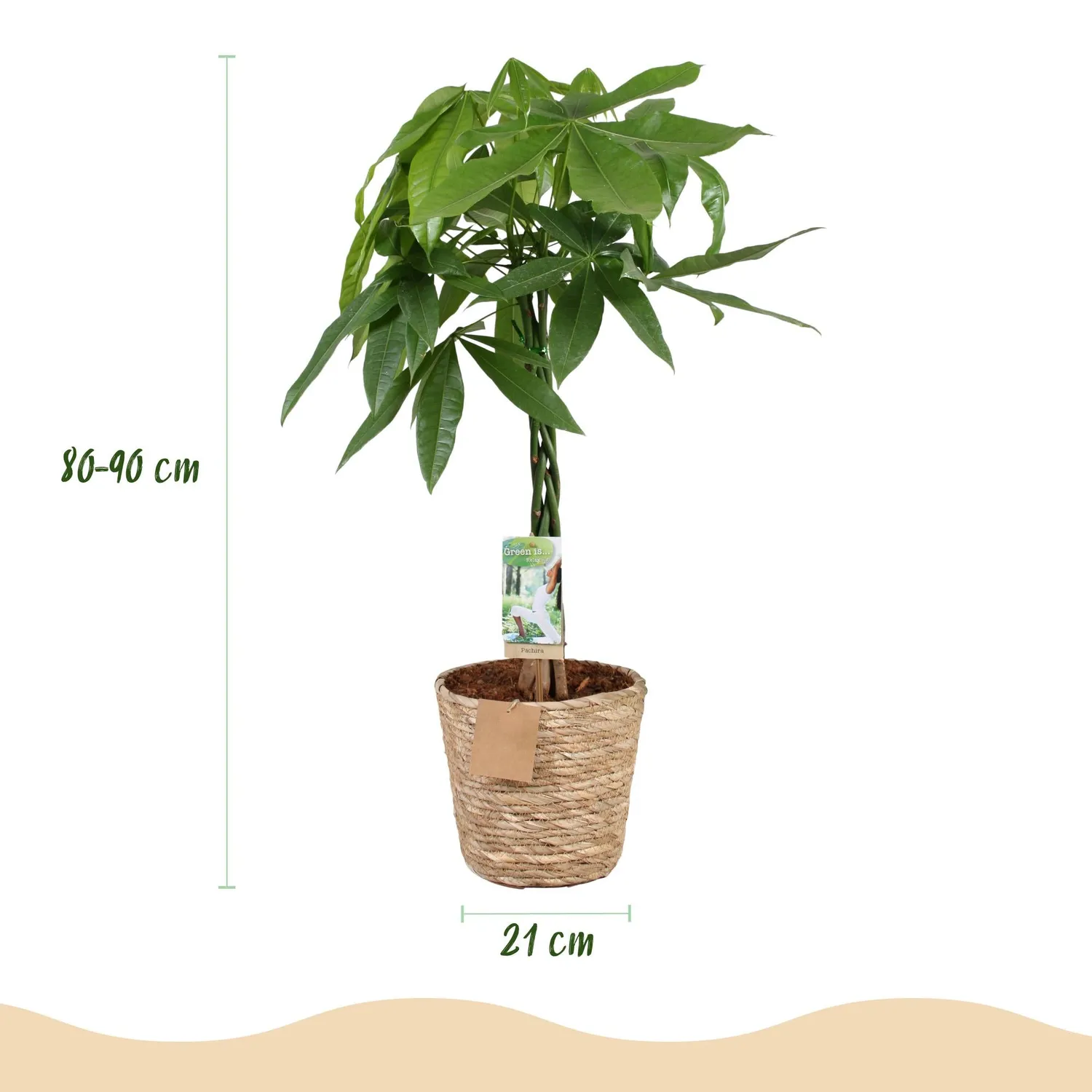PLANT AND STORIES Pachira Aquatica arbre à argent 80 cm panier
