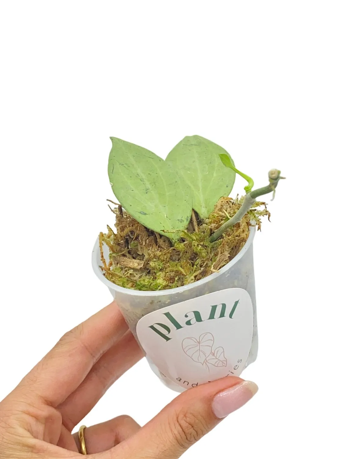 Plant and Stories Hoya Nicholsoniae New Guinea Ghost plante pot 8cm
