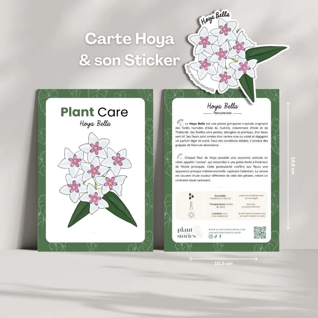 Plant and Stories Hoya Mathilde carte plante avec sticker